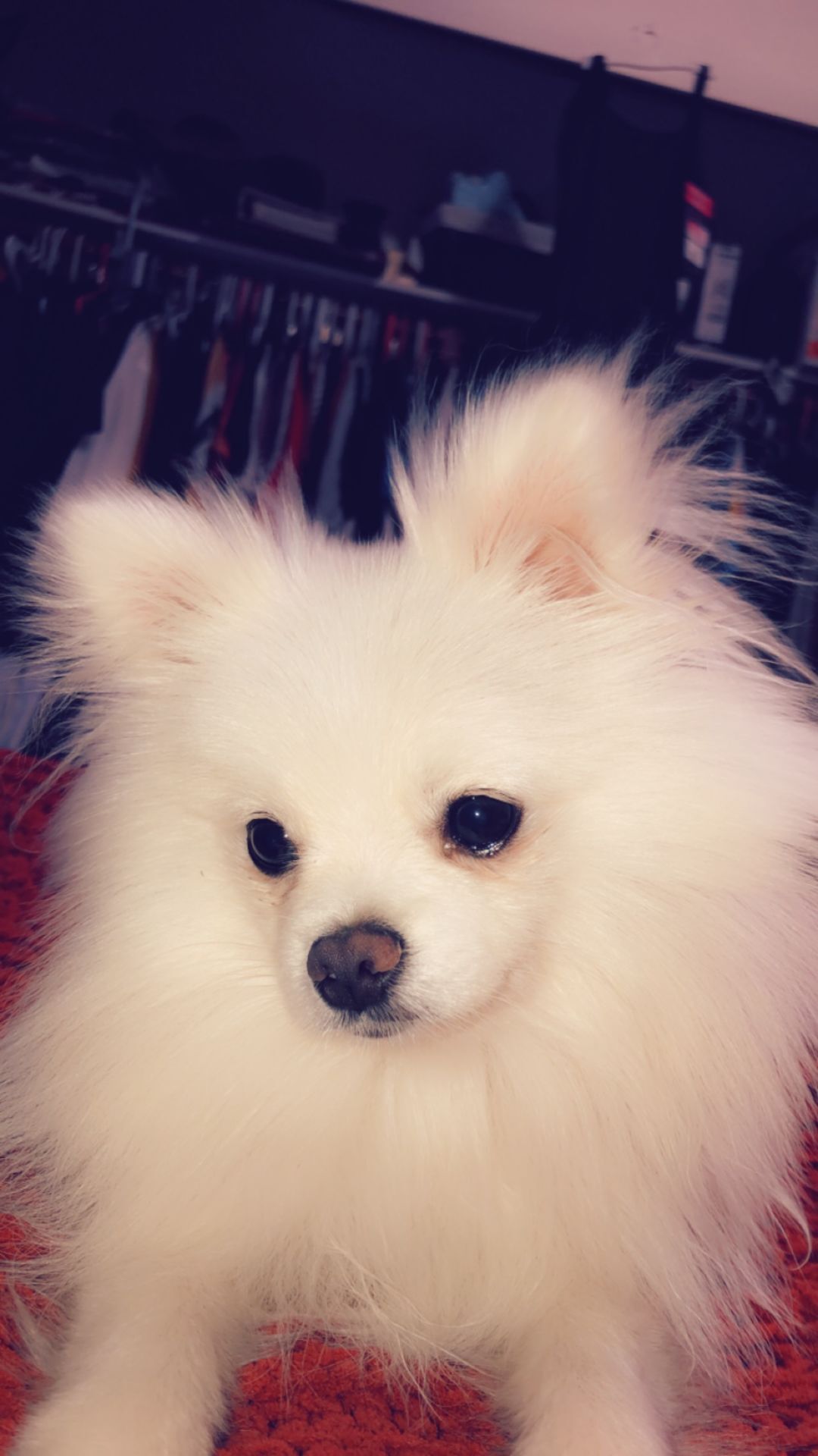 Moonie